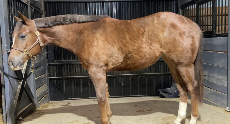 CoCo N Cash Caviar Dream- 2021 AQHA/APHA Filly