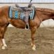 2021 AQHA Sorrel Mare