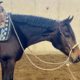 Vested Pine x Only In The Moonlite 2YO
