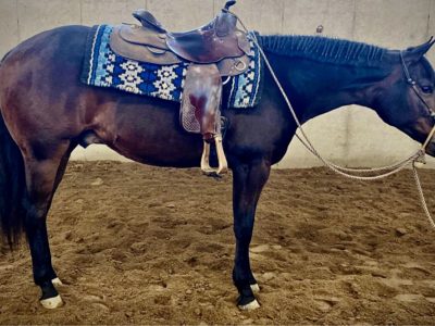 Vested Pine x Only In The Moonlite 2YO