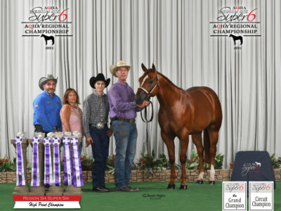 Aqha Halter Champion and Performance Prospect