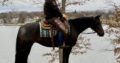 Fancy AQHA Black Ranch Rider