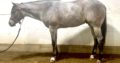 VS Code Blue 2YO Gelding