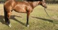 Price Reduced! 2020 AQHA HUS Prospect