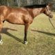 Price Reduced! 2020 AQHA HUS Prospect