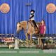 High Caliber Palomino All-Around Gelding