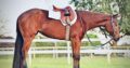 Pretty and Quiet AQHA/APHA (solid) HUS Prospect