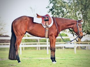 Pretty and Quiet AQHA/APHA (solid) HUS Prospect