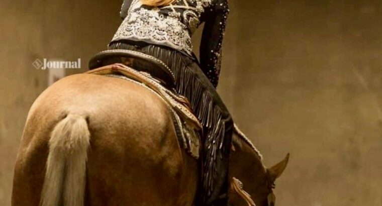 Beautiful Double Registered All-Around Gelding!
