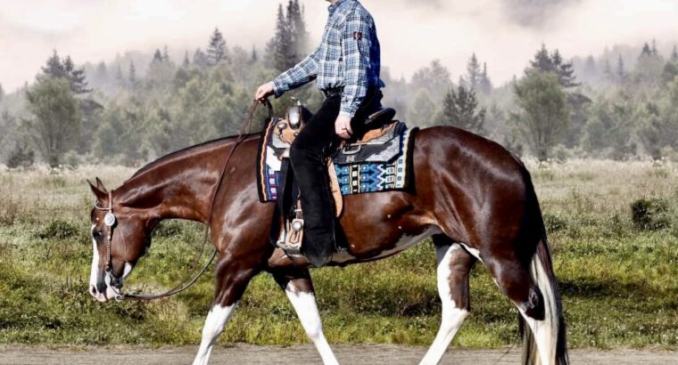 Full Double AQHA/APHA All-Around Mare