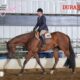 Stunning HUS Non Pro Friendly Gelding