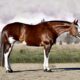 Full Double AQHA/APHA All-Around Mare