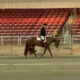 All around mare