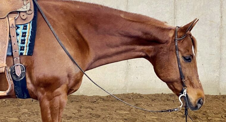 2009 A Good Machine All-Around Gelding