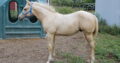 2022 Palomino Certainly A Vision Gelding