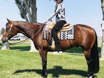 Gorgeous RL Best Of Sudden gelding