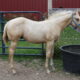 2022 Palomino Certainly A Vision Gelding