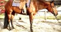Its A Southern Thing Bay All-Around Gelding