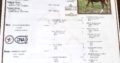 Triple Registered 17+H HUS Gelding