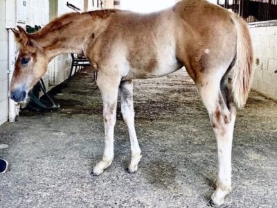 MMWW 2021 Filly