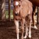 Beautiful bay roan VS Goodride filly