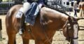 Gorgeous full double AQHA/APHA gelding