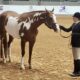 Accomplished English Paint All-Around Mare
