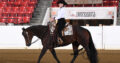 2015 Finished All Around Gelding