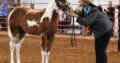 Triple Registered Gelding