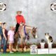 Full Double AQHA/APHA Roan WP/All-Around Prospect