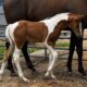 Fancy 2023 One And Only Asset Foal