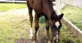 Beautiful VS Flatline by filly