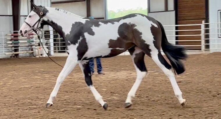 Flashy 2022 APHA Hunt Seat Filly