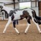 Flashy 2022 APHA Hunt Seat Filly