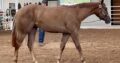 22 Full Double Gelding by Machine Made