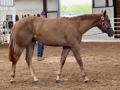 Yearling AQHA/APHA Gelding by Machine Made