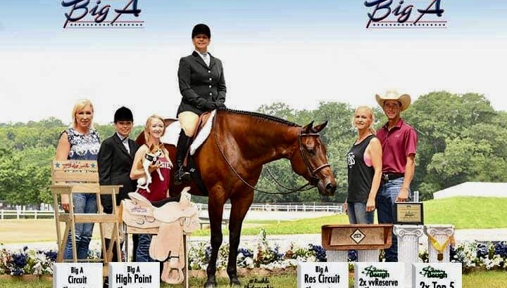 Beautiful All-Around Gelding with 325 points!