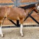 Full Double 2022 filly