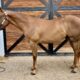 22 Full Double Gelding by Machine Made