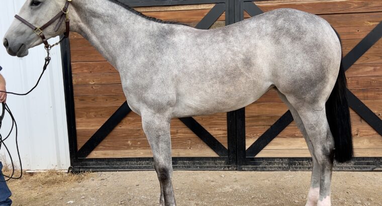 Awesome 2022 APHA Gray Hunter Filly