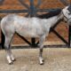 Awesome 2022 APHA Gray Hunter Filly
