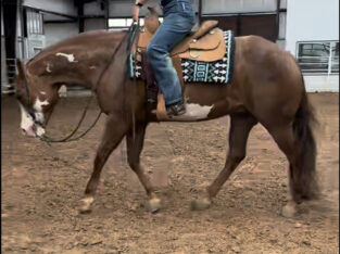 Finished All Around APHA World Champ 2012 Gelding