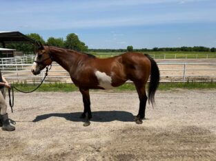 double Registered Mare