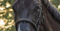 Gorgeous 4yo AQHA mare