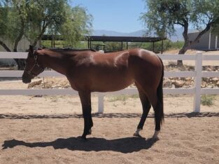 2021 Machine Made filly