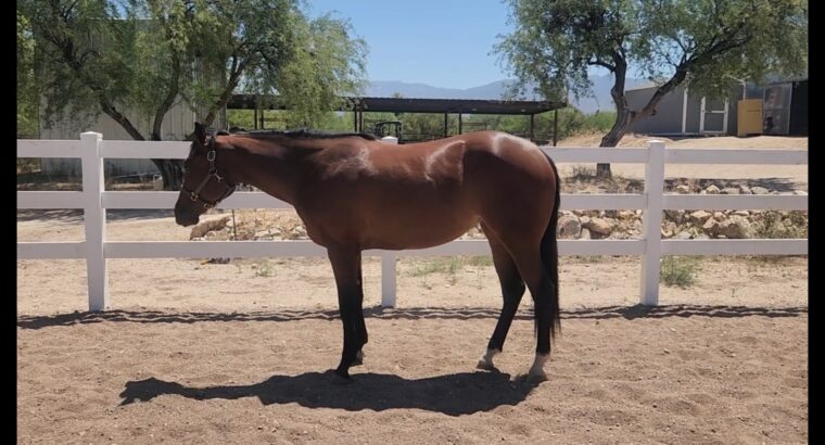 2021 Machine Made filly