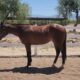 2021 Machine Made filly