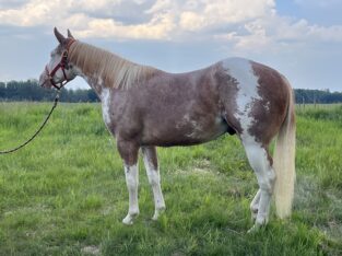 Double Registered APHA & AQHA 2 yrs old Prospect