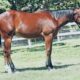 Royally Bred Cow/Ranch/Cutting Yearling Prospect