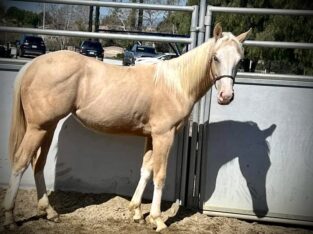Full Double AQHA/APHA Reining Filly Prospect
